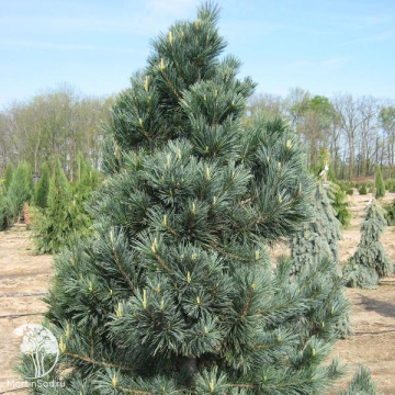 Фото Сосна гибкая Вандервольф'с Пирамид
