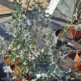 Эвкалипт серебрянный Гунни Сильверана