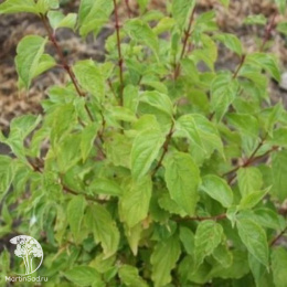 Дёрен красный Грин Лайт