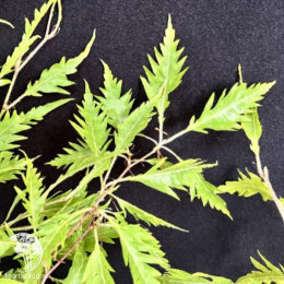 Бук лесной Инкиса