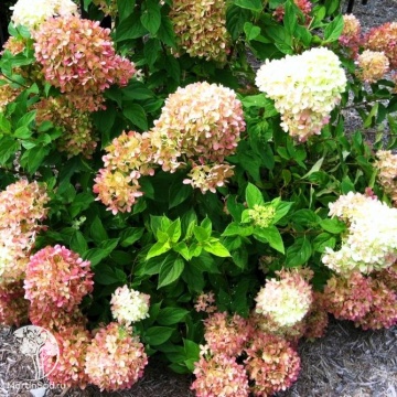 Фото Гортензия метельчатая Жемчужина фестивальная