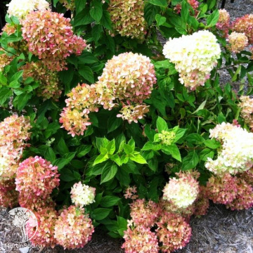 Фото Гортензия метельчатая Жемчужина фестивальная
