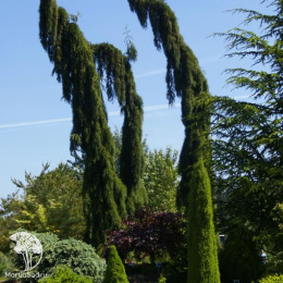 Секвойядендрон гигантский Пендула