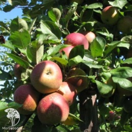 Яблоня Роуд Боскоп на штамбе