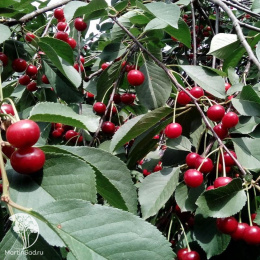 Вишня гибрид Молодёжная + Метеор+ Тургеневка