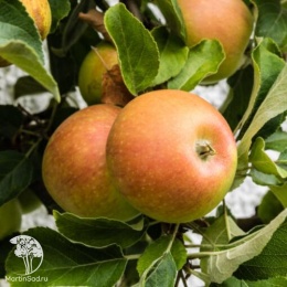 Яблоня домашняя Кокс Оранж Пиппин на штамбе