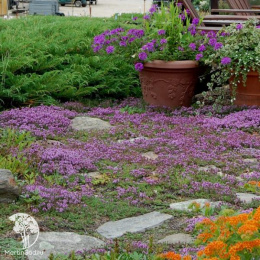 Тимьян ранний