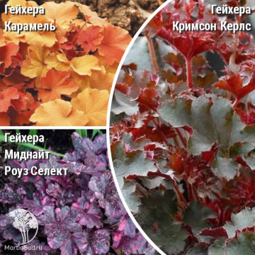 Фото Сверхвыгодный микс! Гейхера Карамель + Гейхера Кримсон Керлс + Гейхера Миднайт Роуз Селект