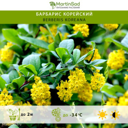 Барбарис корейский