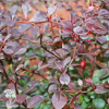 Барбарис Тунберга (Berberis thunbergii) фото 4 