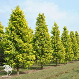 Метасеквойя глиптостробоидная Литл Крими