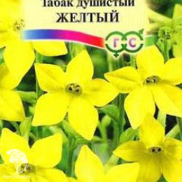 Табак Желтый крылатый