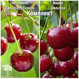 Сверхвыгодный комплект! Черевишня дюк Краса Севера + опылитель вишня Любская