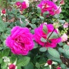 Роза чайно-гибридная Биг Пёрпл фото 2 