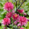Aquilegia vulgaris Clementine Red Аквилегия обыкновенная Клементин Ред фото 2 
