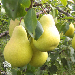 Груша гибрид Кафедральная + Чижовская