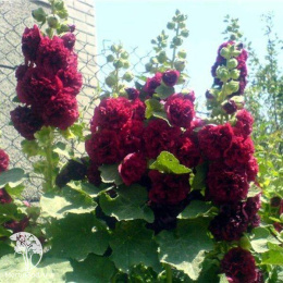 Шток-роза Бордо