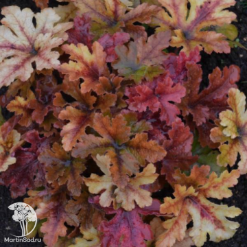 Фото Гейхера Хопскотч