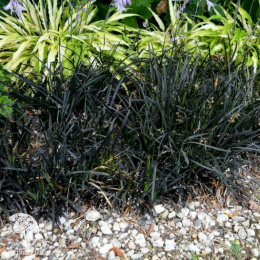 Офиопогон/Ландышник плоскострелый Нигер