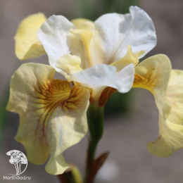 Ирис сибирский Вайт Амбер