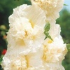 Шток-роза Медуница (кремовая) фото 1 