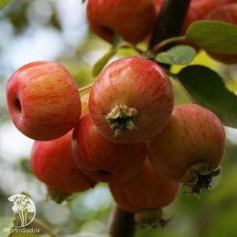 Яблоня Эверест на шпалере