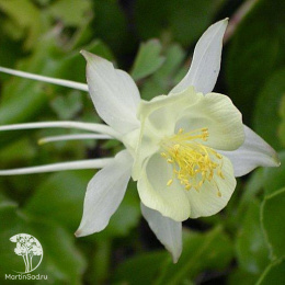 Аквилегия Белая Звезда (вид: голубая)