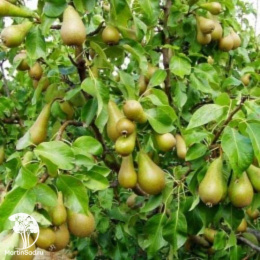 Груша обыкновенная Бон Луис д'Авранш на штамбе