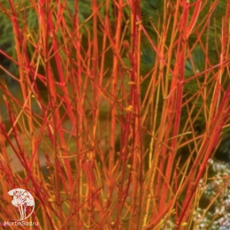 Дёрен красный Грин Лайт