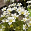 Saxifraga arendsii Alba Камнеломка Арендса Альба фото 4 