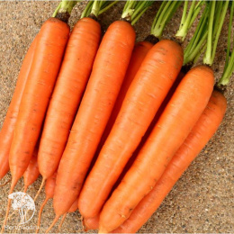 Морковь Страна Чудес F1