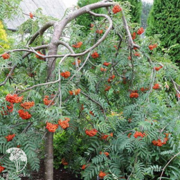 Рябина обыкновенная Диркени на штамбе