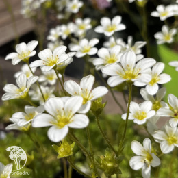 Saxifraga arendsii Alba Камнеломка Арендса Альба