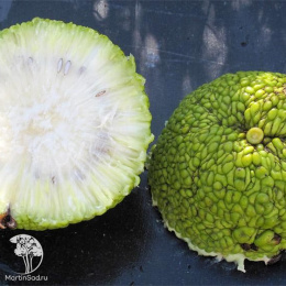 Маклюра (Адамово яблоко) оранжевая