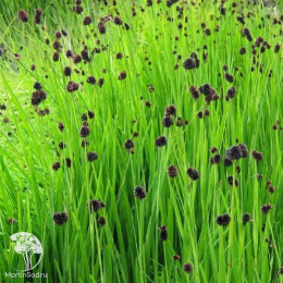 Ситник мечелистный Стархед