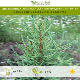 Лиственница американская Пирамидалис Аргентеа