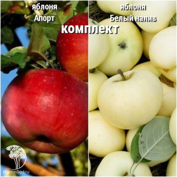 Фото Сверхвыгодный комплект! Яблоня Апорт + опылитель яблоня Белый налив
