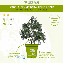 Сосна Веймутова Тини Кёрлс
