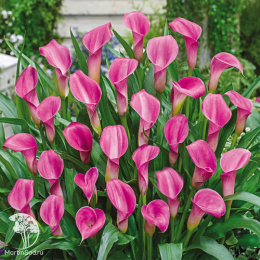  Калла Гарнет Глоу