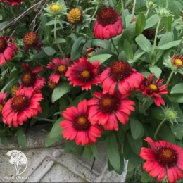 Гайлардия крупноцветковая Меса Ред