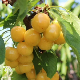 Черешня гибрид Дрогана + Ипуть + Мичуринка