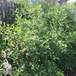 Жимолость съедобная Княгиня