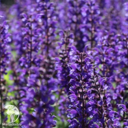 Набор для мяса тимьян Голден Лемон + шалфей Виола Клозе