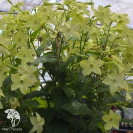 Табак душистый Лайм