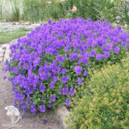 Фиалка Мартин