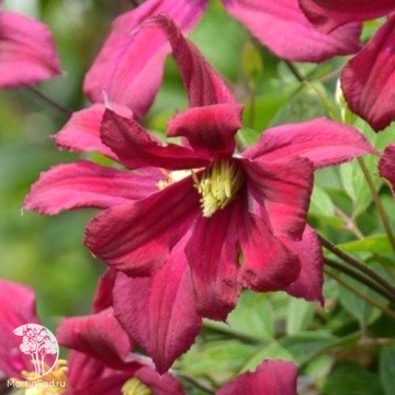 Фото Клематис Скарлет Виндмилл