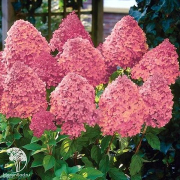 Фото Гортензия метельчатая Мэджикал Файр