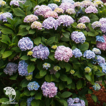 Фото Гортензия крупнолистная (серия бесконечное лето) Эндлесс Саммер Зе Ориджинал
