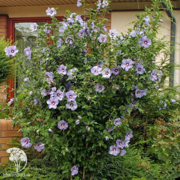 Гибискус сирийский Озиау Блу