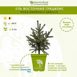 Ель восточная Грацилис